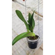 Blc. Shang Ding Dragon  A10     3.5"    april