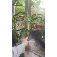 Codiaeum King of Siam 298