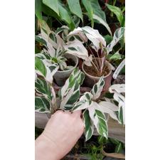 Calathea 'fusion White 650p pot 