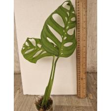 Monstera epipremnoides 'Esqueleto 2+lev стакан