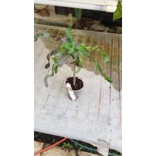Codiaeum India Daeng 114 уценка 1100p