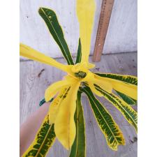 Codiaeum A8 Boston