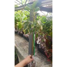 Citrus limon 'Variegated Pink Eureka Lemon' 260