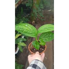 Monstera karstenianum pot