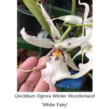 Онцидиум Дегармара “Винтер Вондерленд” ‘Уайт Фейри’ / Oncidium Dgmra. Winter Wonderland ‘White Fairy’