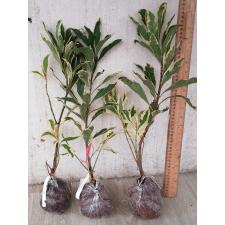 Ardisia sp. (White margin) 17
