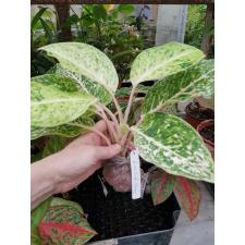 Aglaonema Lak Sub Thong. 22-27 уценка