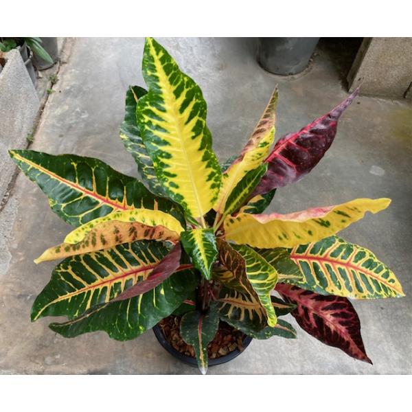 Codiaeum Flame Dragon