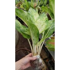 Aglaonema Snow White 62