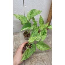 Epipremnum aureum variegated (S)