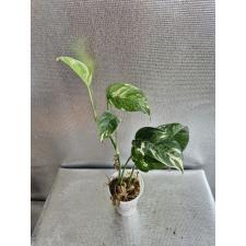 Epipremnum sp  (super white variegated)