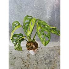 Monstera adansonii variegated Aurea  pot 2500р