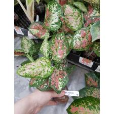 Aglaonema Unyamanee Pink variegated  Tricolor 73