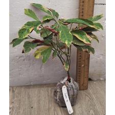 Эксцекария кохинхинская варегатная. / Exoecaria cochinchinensis variegated 101