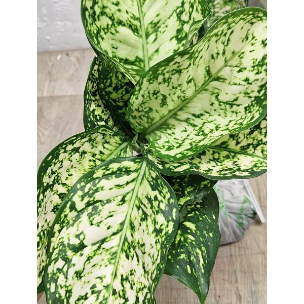 Аглаонема Аньямани белая / Aglaonema Anyamanee - White A-12
