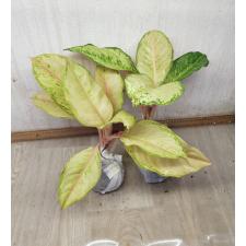 Aglaonema Frozen A-26