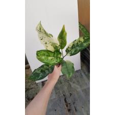 Aglaonema commutatum 'Bangkok Dream' 8 по 4500р