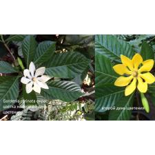 Gardenia carinata 148/1