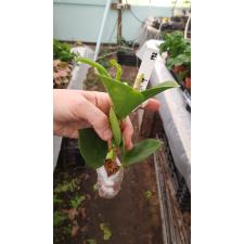 Hoya pachyclada (red under corona) White 192