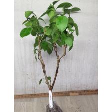 Fagraea ceilanica (short leaf) 194