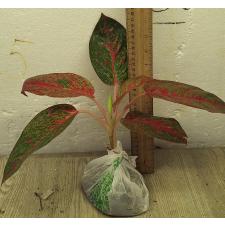 Аглаонема Саб Монгкол. / Aglaonema Sub Mongkol A-37