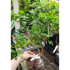 Murraya paniculata 'Snowball' (oval leaf) 132