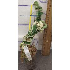 Хойя Индиан Роп белый край / Hoya Indian Rope albomaginata