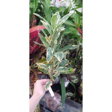 Ardisia sp. (White margin) 17