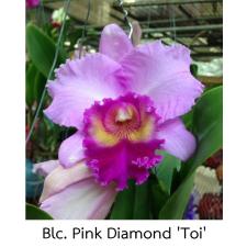 Брассолаелиокаттлея ‘Пинк Даймонд Той’ / Blc. Pink Diamond 'Toi'