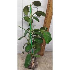 Хойя Веймание Номер.2 (Круглый лист) (#235) / Hoya waymaniae No.2 (round leaf) (#235) 313