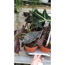 Alocasia azlani 14 cm pot ps 03.11