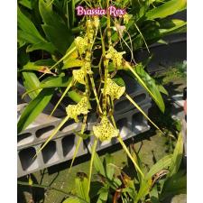 Брассия Рекс / Brassia Rex