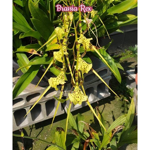 Брассия Рекс / Brassia Rex