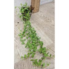 Дисхидия сп.603 / Dischidia sp.603 (S)