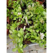 Dischidia P.... 700