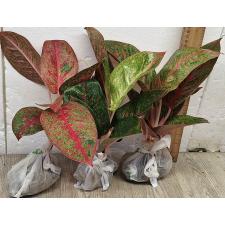 Аглаонема Саб Монгкол. / Aglaonema Sub Mongkol A-37