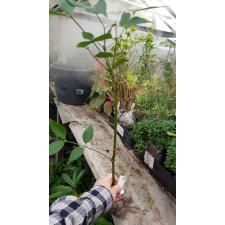 Jasminum nitidum (not variegated) 115