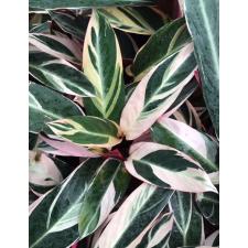 Ctenanthe oppenheimiana Tricolor  650p