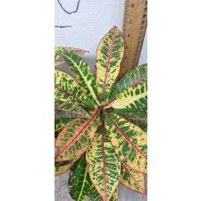 Codiaeum A15 Compact