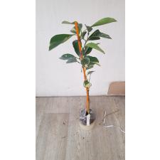 Citrus sinensis (yellow margin leaf) 20 по 3800р