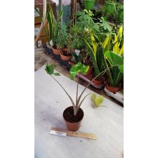 Alocasia Macror Stingray 12 cm pot ps.06,10