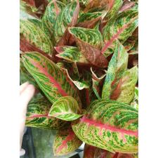 Aglaonema T27 Vicduri