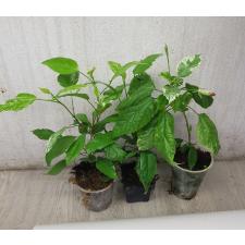 Hibiscus rosa-sinensis (variegated) стакан 500р