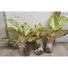 Аглаонема 30 Миллионов. / Aglaonema 30 millions A-90