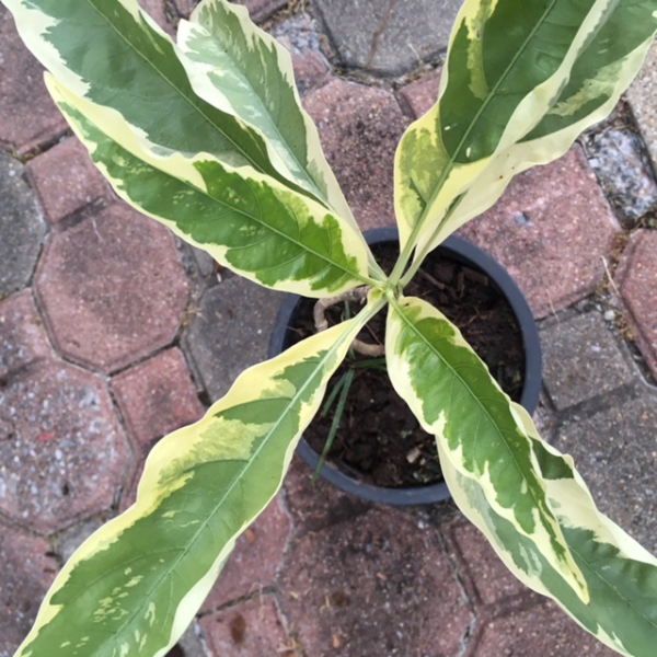 Моринда альбомаргината (привитая) / Morinda sp. albomarginata (grafted).