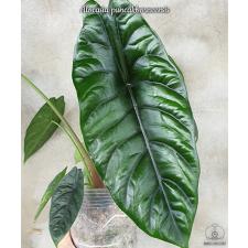 Alocasia puncakborneensis 1.7" B41 ps.Februar22