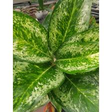 Aglaonema P-8 3 diamonds