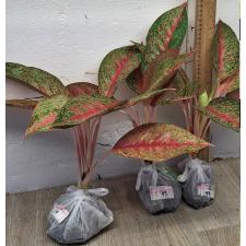 Аглаонема МонгколМани. / Aglaonema MongkolManee A-57