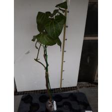 Aristolochia leuconeura (Costa Rica) 65