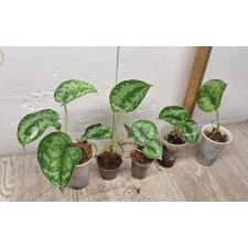 Scindapsus Pictus argyraeus 2+ leaves (S)
